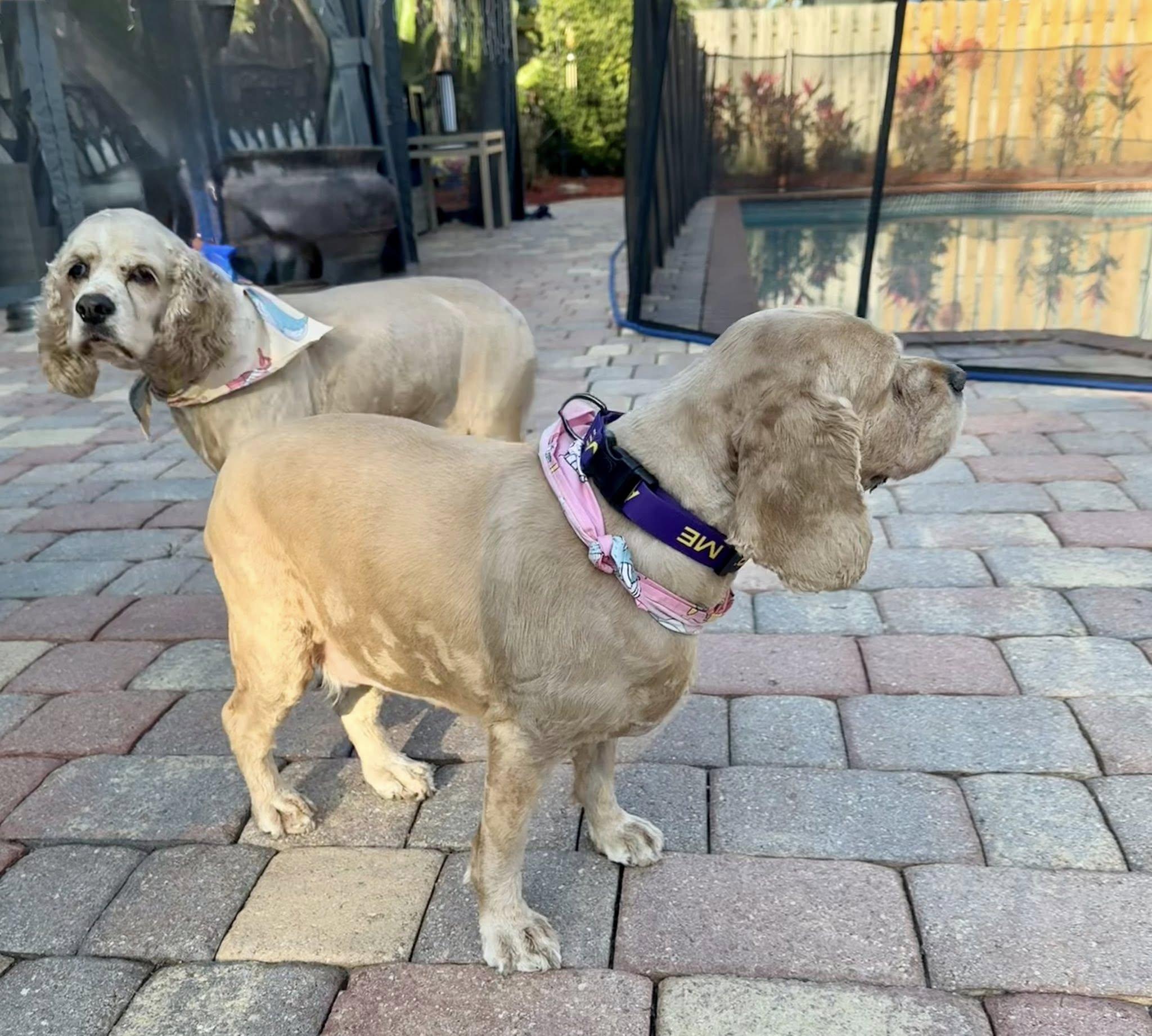 Leyla & Dexter, a Adoptable Cocker Spaniel in Cape Coral, FL image 3/6