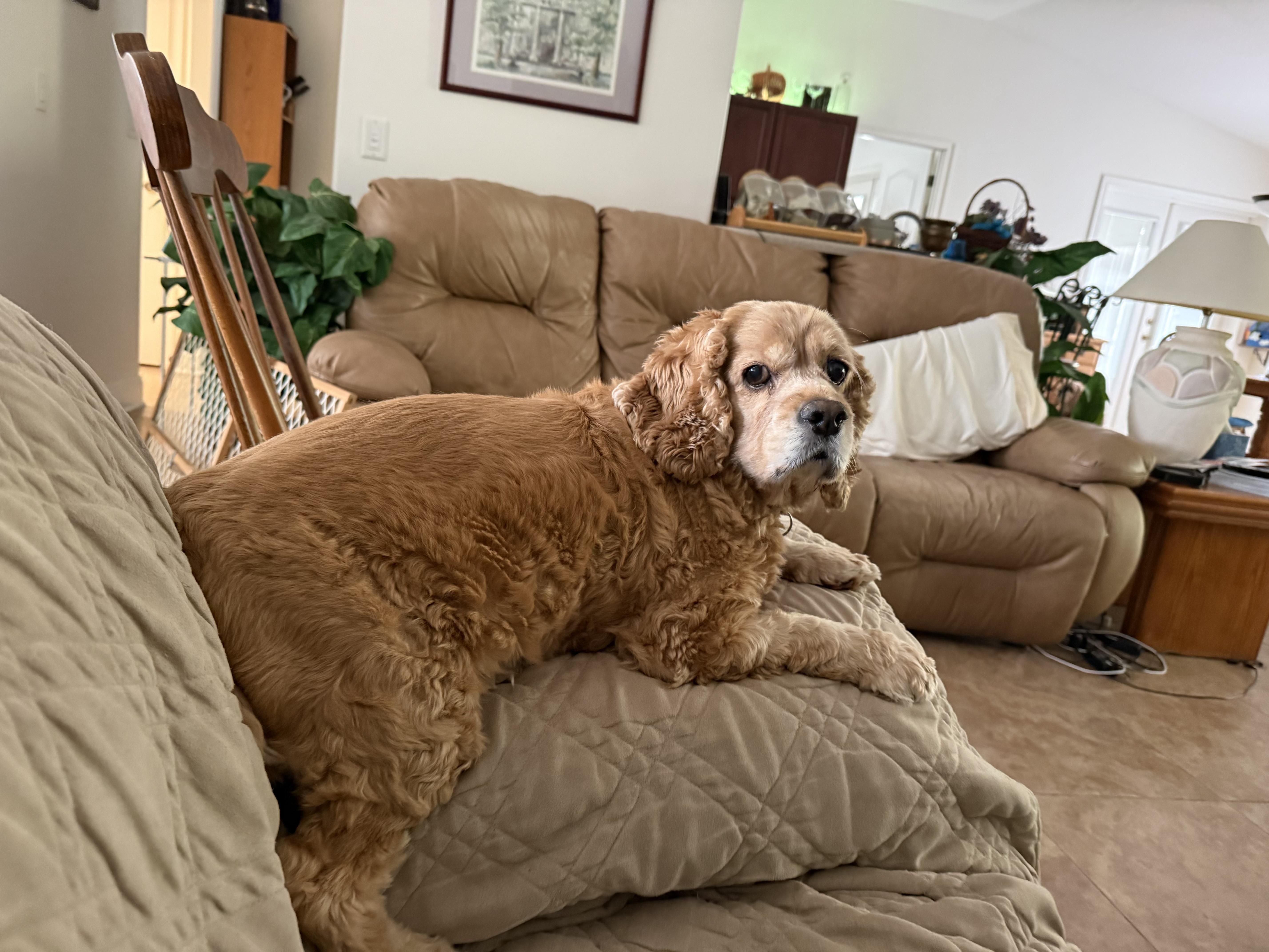 Leyla & Dexter, a Adoptable Cocker Spaniel in Cape Coral, FL image 4/6