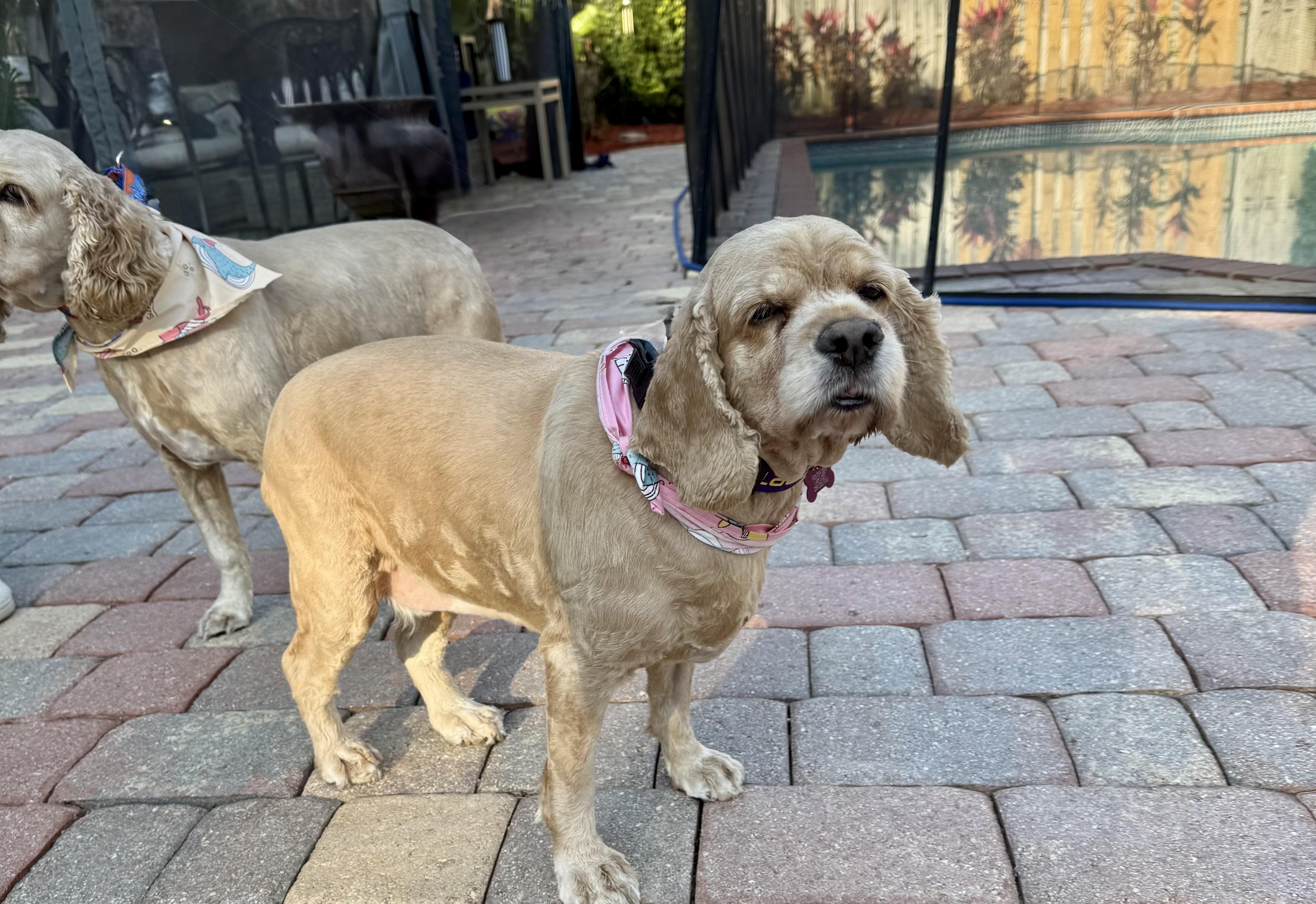 Leyla & Dexter, a Adoptable Cocker Spaniel in Cape Coral, FL image 5/6