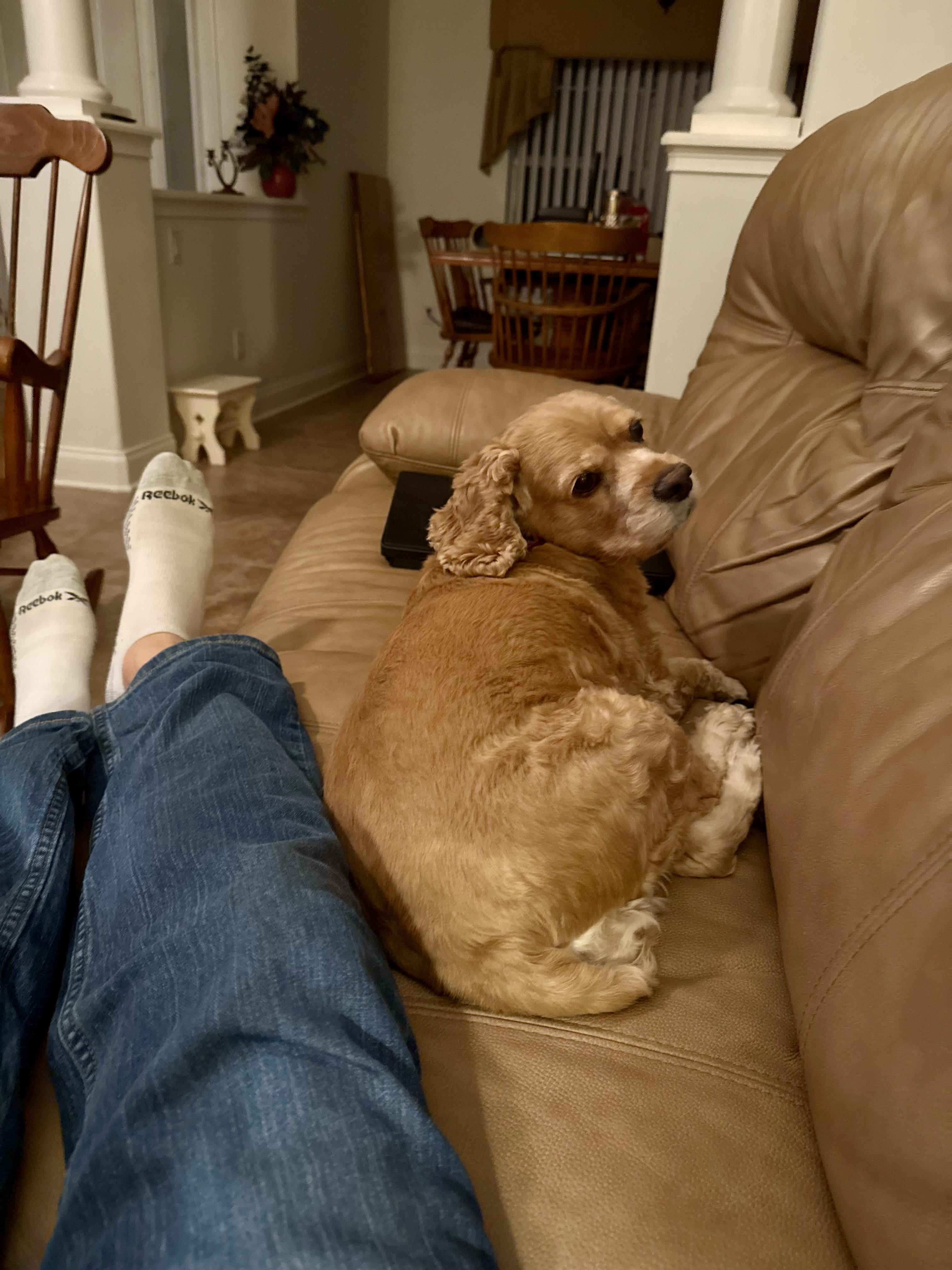 Leyla & Dexter, a Adoptable Cocker Spaniel in Cape Coral, FL image 6/6