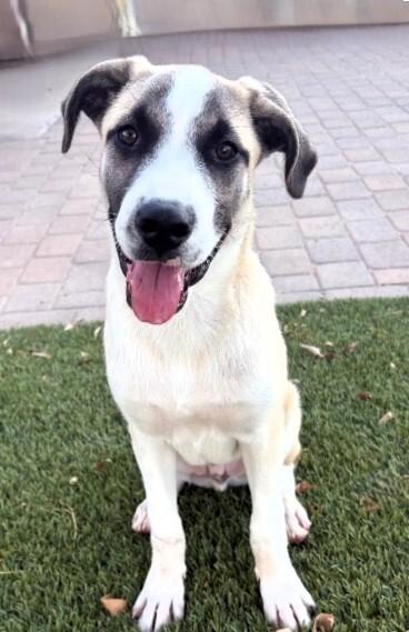 Goku, a Adoptable mixed breed in Anthem, AZ image 1/6
