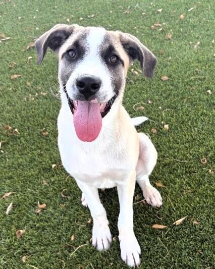 Goku, a Adoptable mixed breed in Anthem, AZ image 2/6