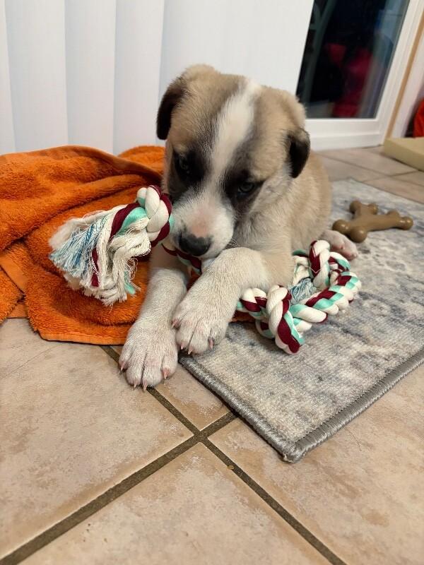 Goku, a Adoptable mixed breed in Anthem, AZ image 3/6