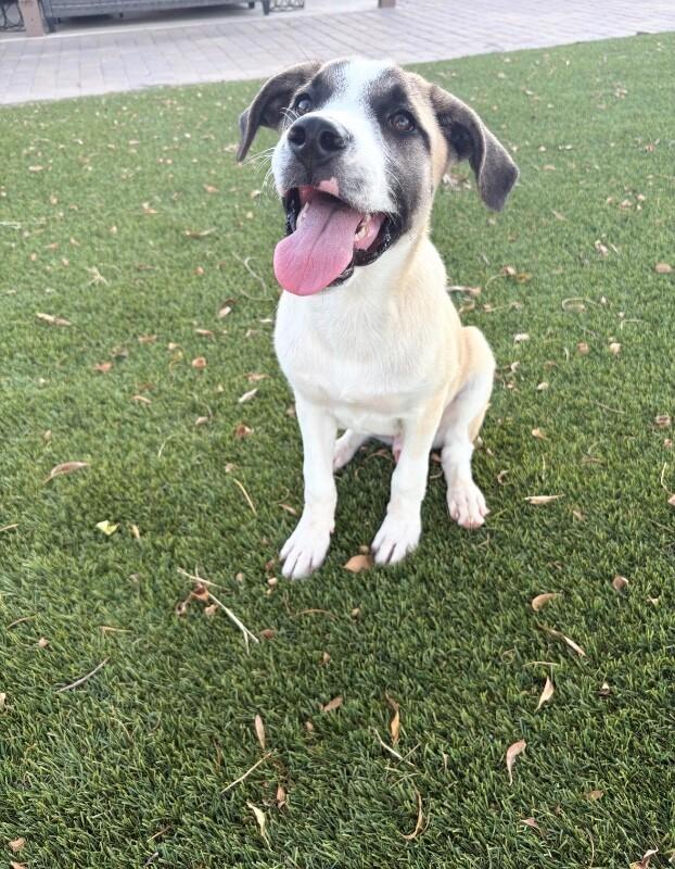 Goku, a Adoptable mixed breed in Anthem, AZ image 4/6