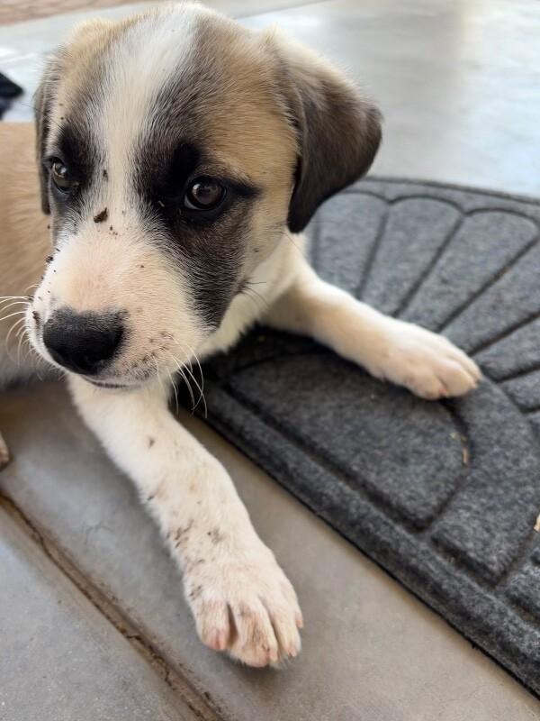 Goku, a Adoptable mixed breed in Anthem, AZ image 5/6