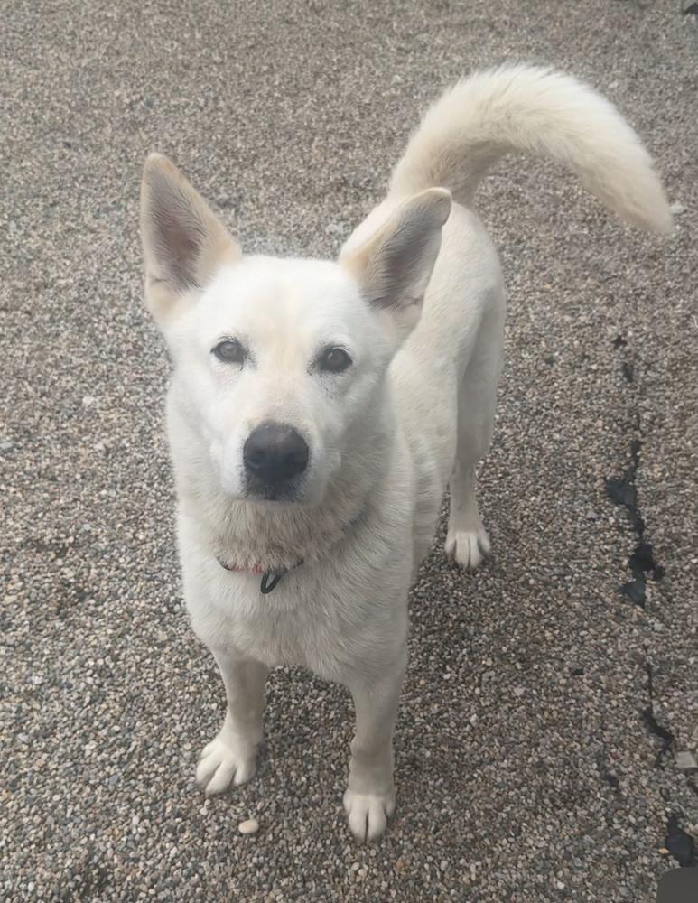 Enlarge PLUTO, a Adoptable mixed breed in Rochester, IN image 3/3