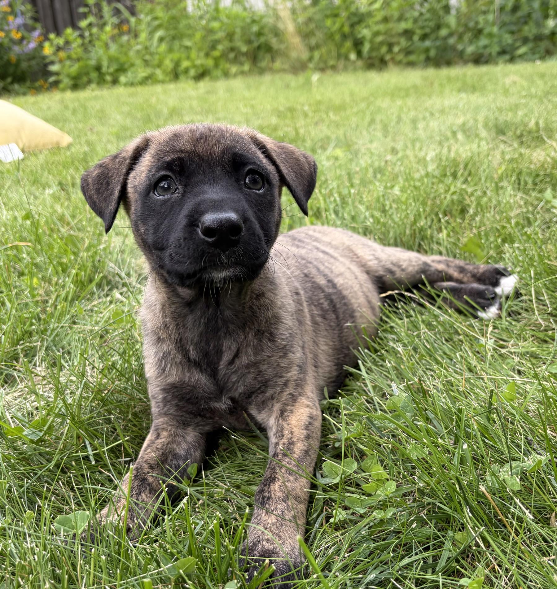Enlarge Sage, a Adoptable mixed breed in Minneapolis, MN image 4/6