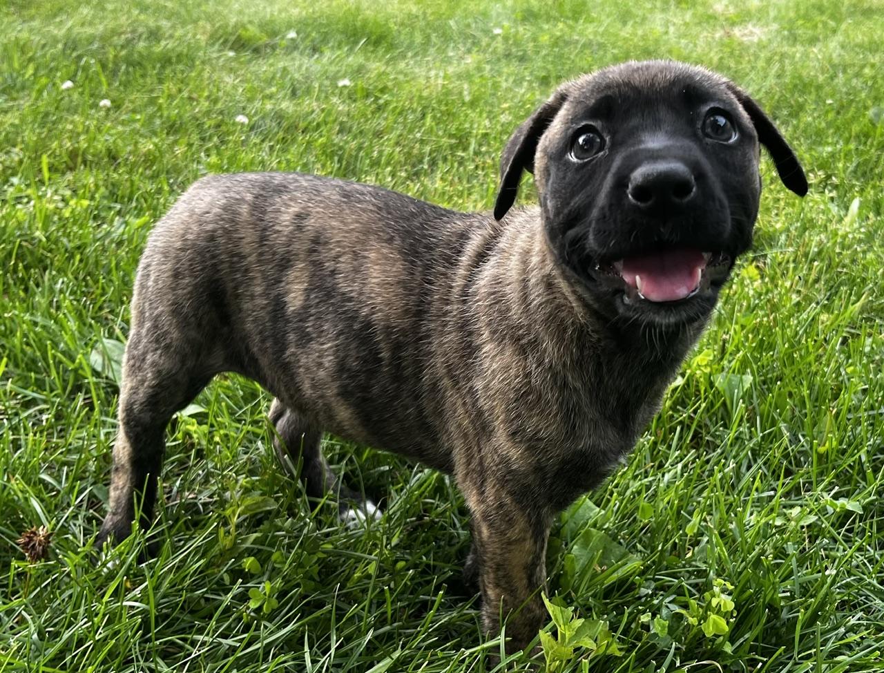 Enlarge Sage, a Adoptable mixed breed in Minneapolis, MN image 5/6