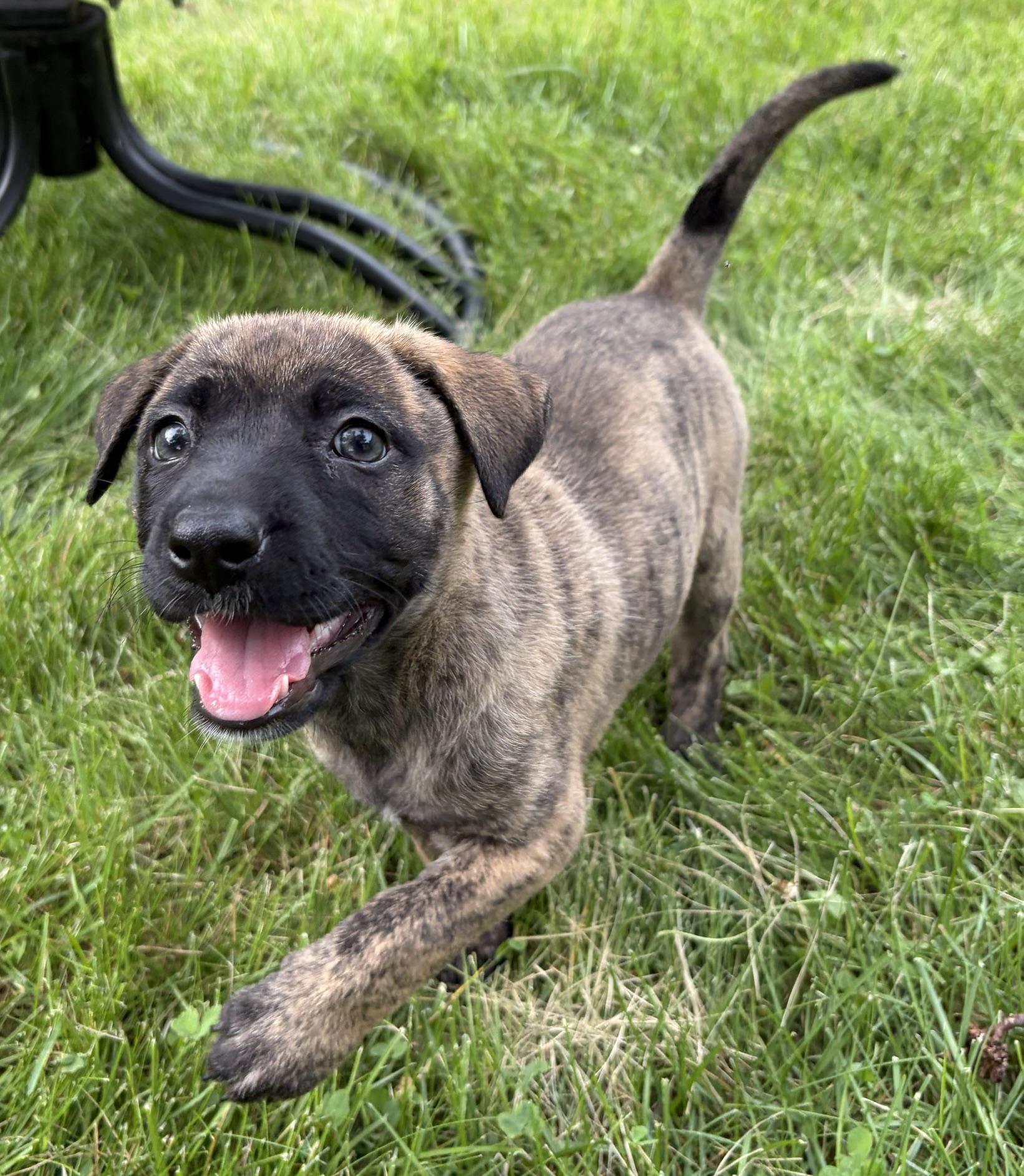 Enlarge Sage, a Adoptable mixed breed in Minneapolis, MN image 2/6