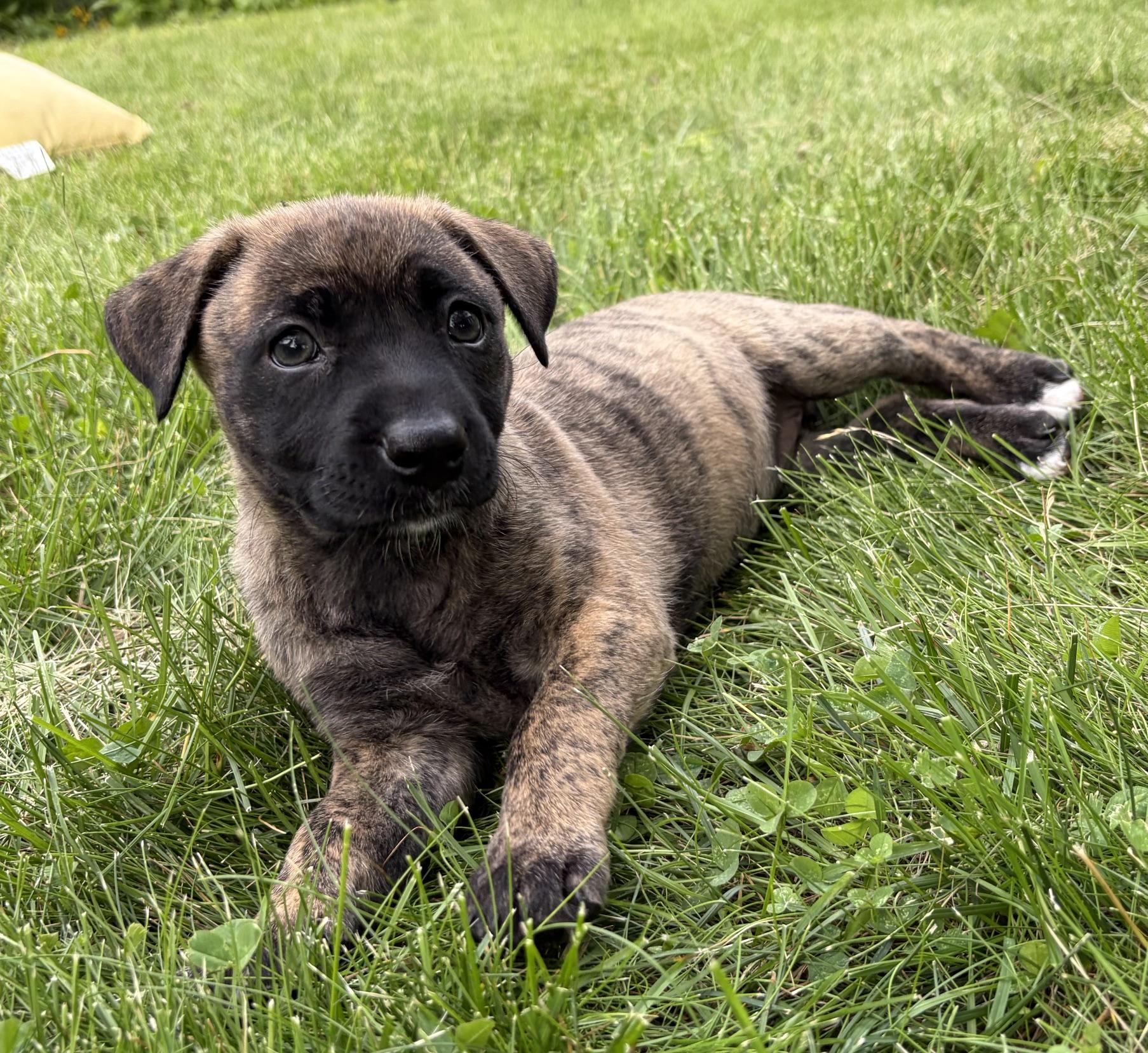 Enlarge Sage, a Adoptable mixed breed in Minneapolis, MN image 3/6