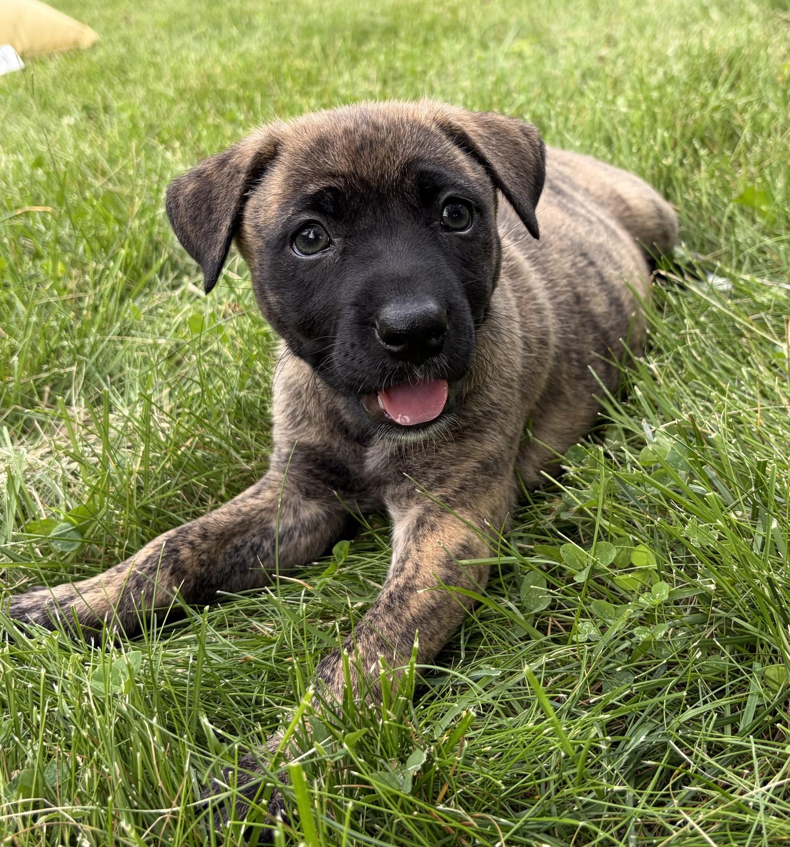 Enlarge Sage, a Adoptable mixed breed in Minneapolis, MN image 1/6