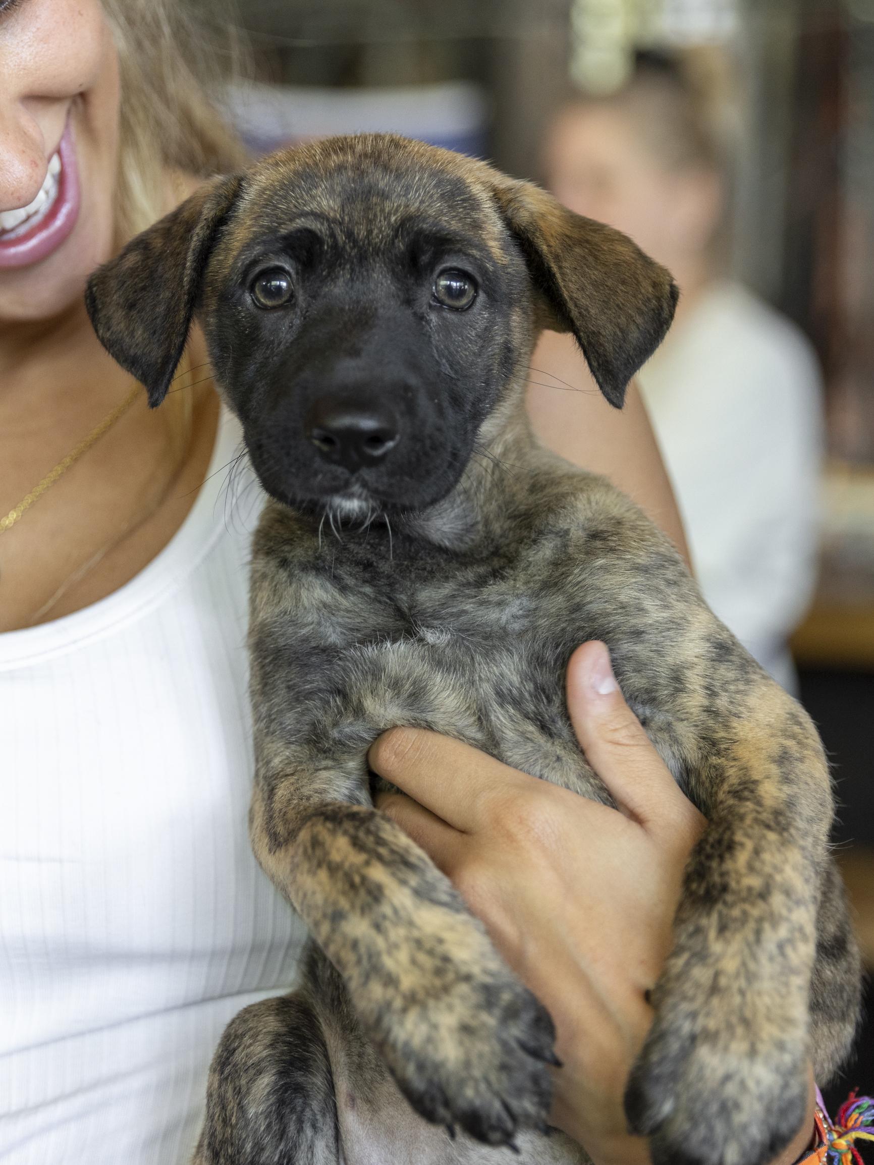 Enlarge Sage, a Adoptable mixed breed in Minneapolis, MN image 6/6