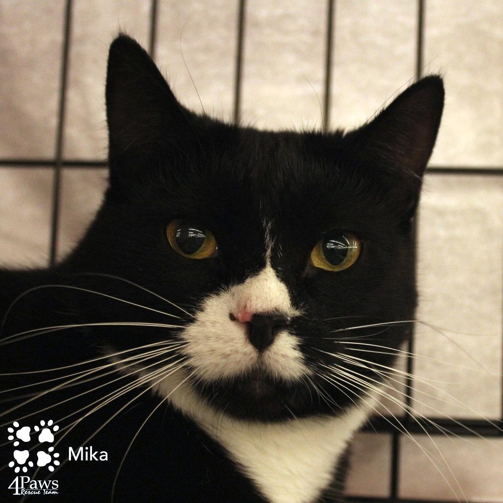Mika Meredith, Adoptable, Adult Female Domestic Short Hair.
