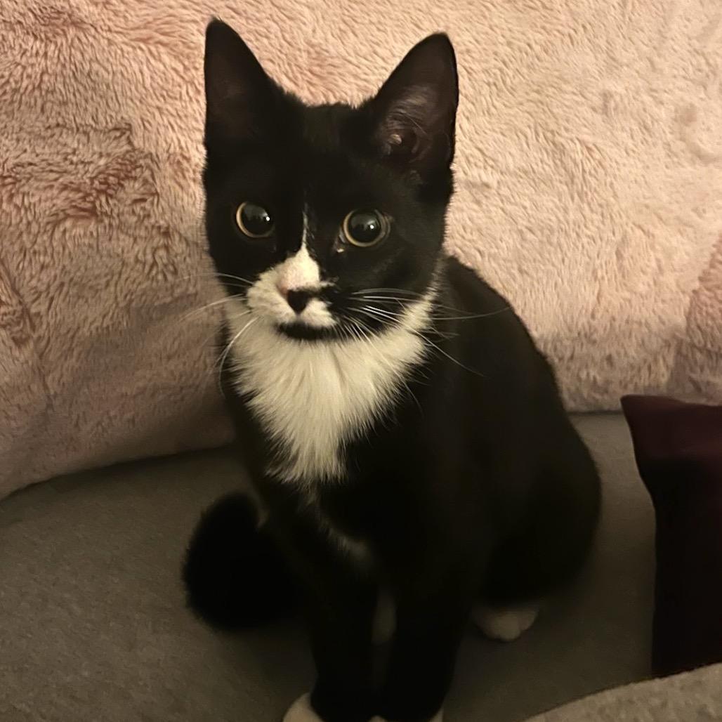 Enlarge Mika Meredith, a Adoptable Domestic Short Hair in Merrifield, VA image 2/6