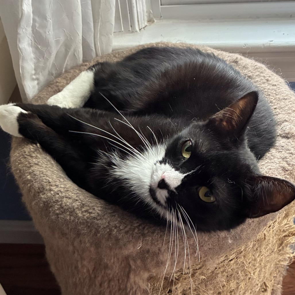 Enlarge Mika Meredith, a Adoptable Domestic Short Hair in Merrifield, VA image 3/6