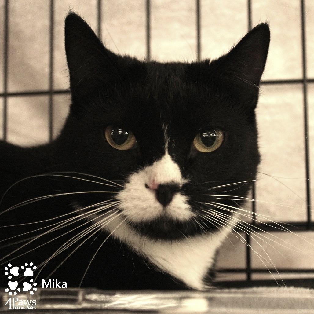Enlarge Mika Meredith, a Adoptable Domestic Short Hair in Merrifield, VA image 4/6