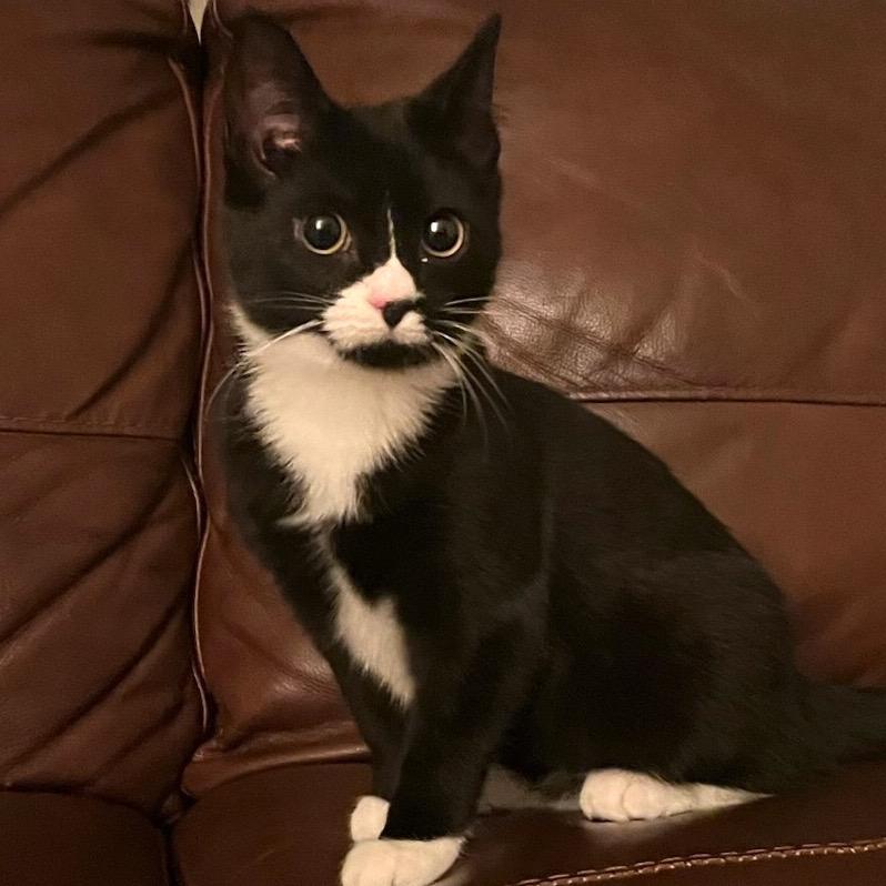 Enlarge Mika Meredith, a Adoptable Domestic Short Hair in Merrifield, VA image 6/6