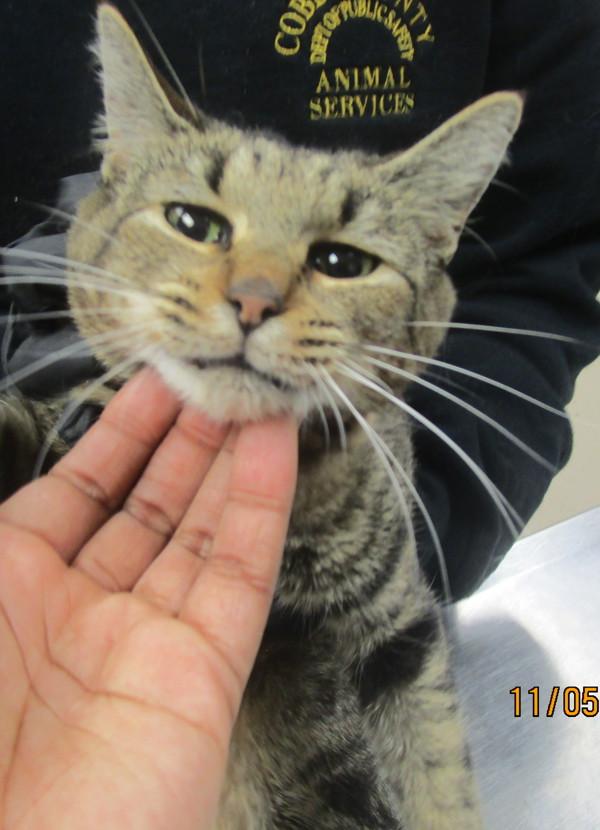 Enlarge Gracie(610), a Adoptable mixed breed in Marietta, GA image 2/2