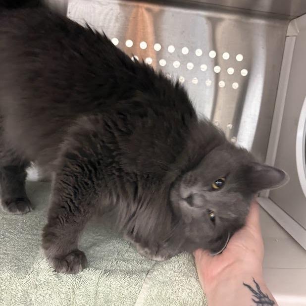 Enlarge Mango, a Adoptable Domestic Long Hair in Pittsburgh, PA image 1/6