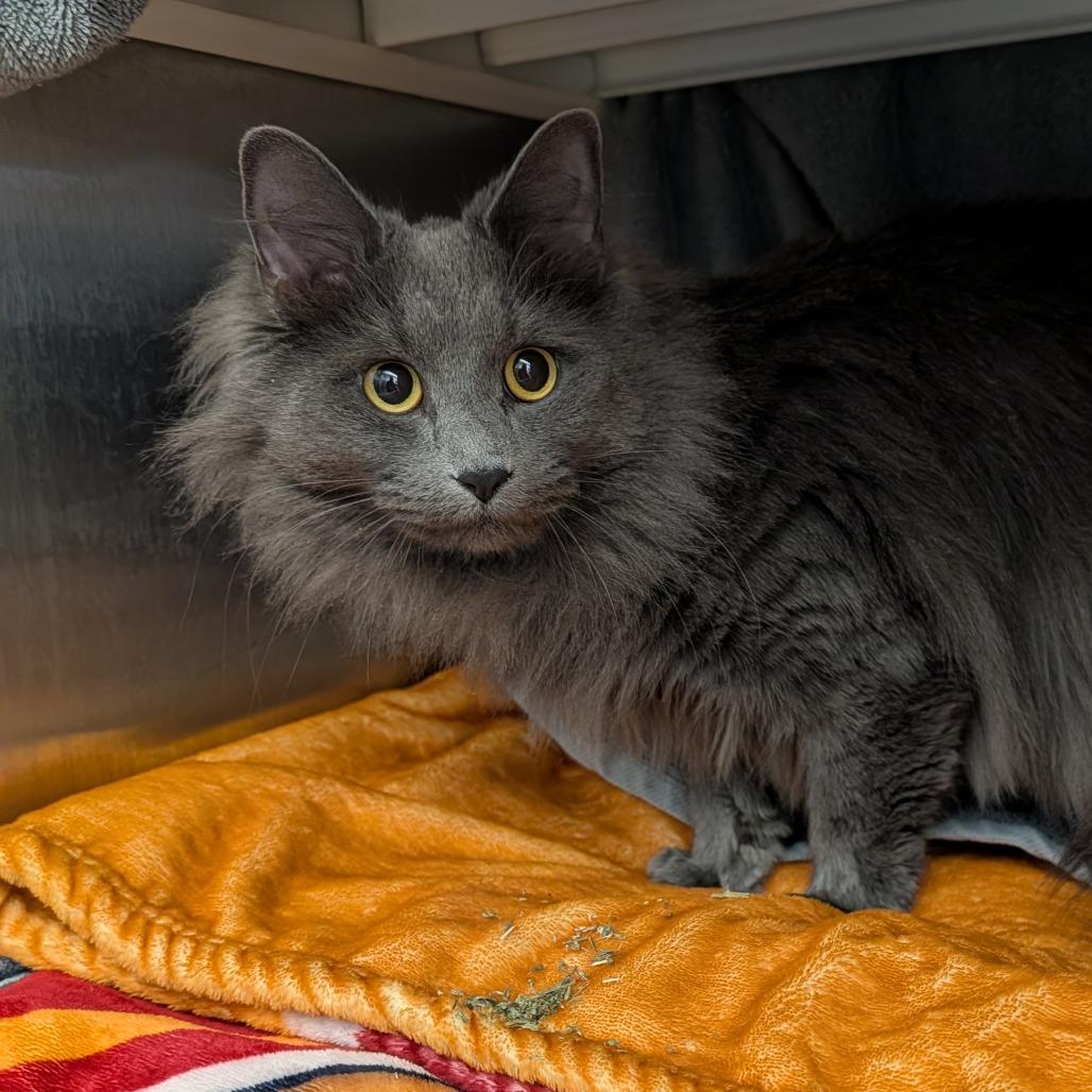 Enlarge Mango, a Adoptable Domestic Long Hair in Pittsburgh, PA image 2/6