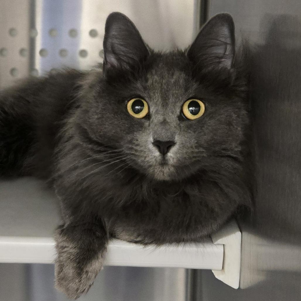 Enlarge Mango, a Adoptable Domestic Long Hair in Pittsburgh, PA image 3/6