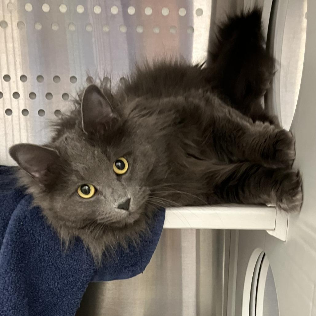 Enlarge Mango, a Adoptable Domestic Long Hair in Pittsburgh, PA image 4/6