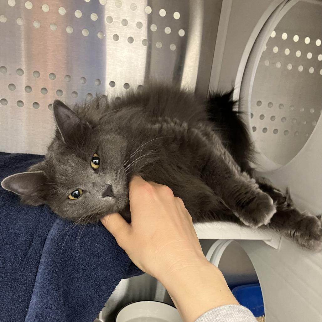 Enlarge Mango, a Adoptable Domestic Long Hair in Pittsburgh, PA image 5/6