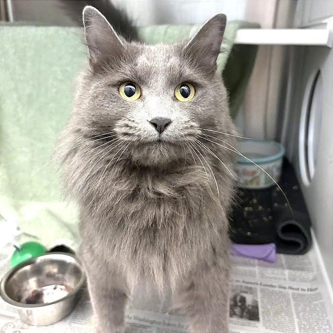 Enlarge Mango, a Adoptable Domestic Long Hair in Pittsburgh, PA image 6/6
