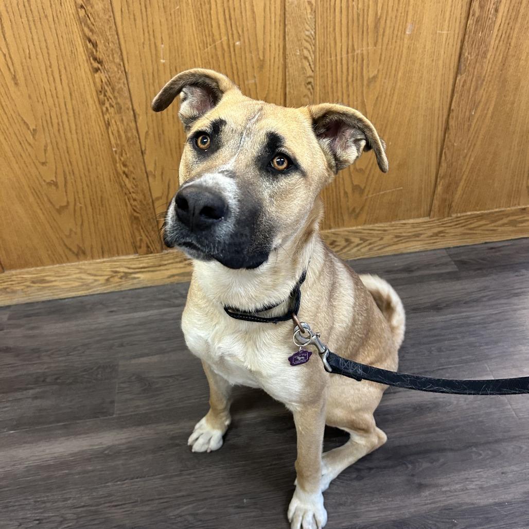 Enlarge Curly, a Adoptable mixed breed in Cheyenne, WY image 1/6