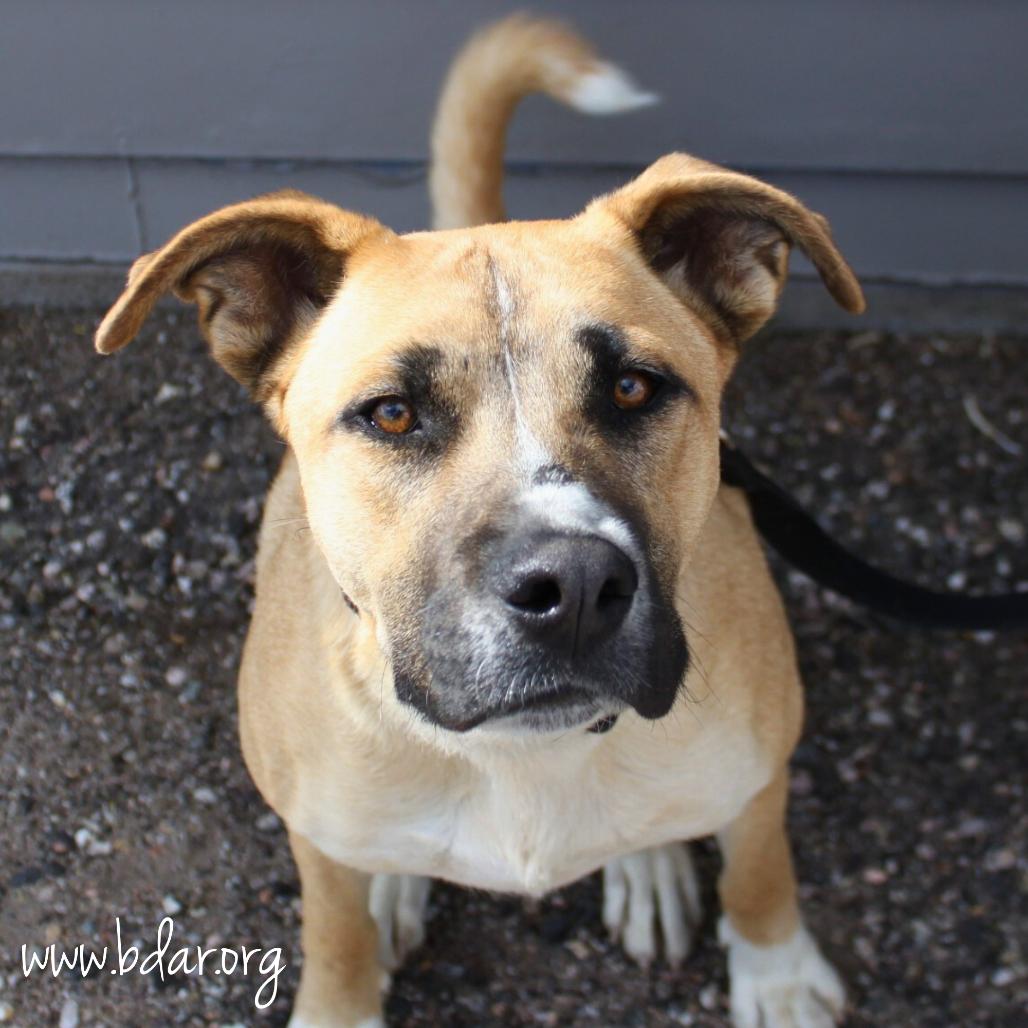 Enlarge Curly, a Adoptable mixed breed in Cheyenne, WY image 2/6