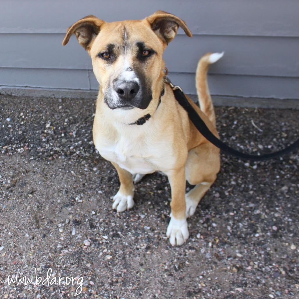 Enlarge Curly, a Adoptable mixed breed in Cheyenne, WY image 3/6