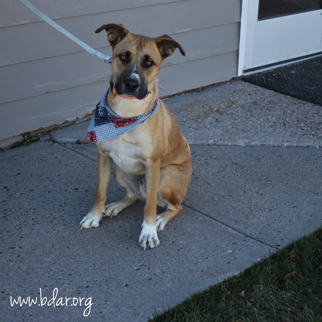 Enlarge Curly, a Adoptable mixed breed in Cheyenne, WY image 4/6