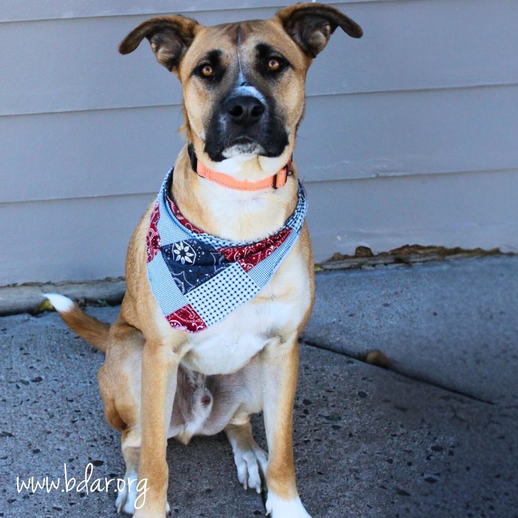 Enlarge Curly, a Adoptable mixed breed in Cheyenne, WY image 5/6