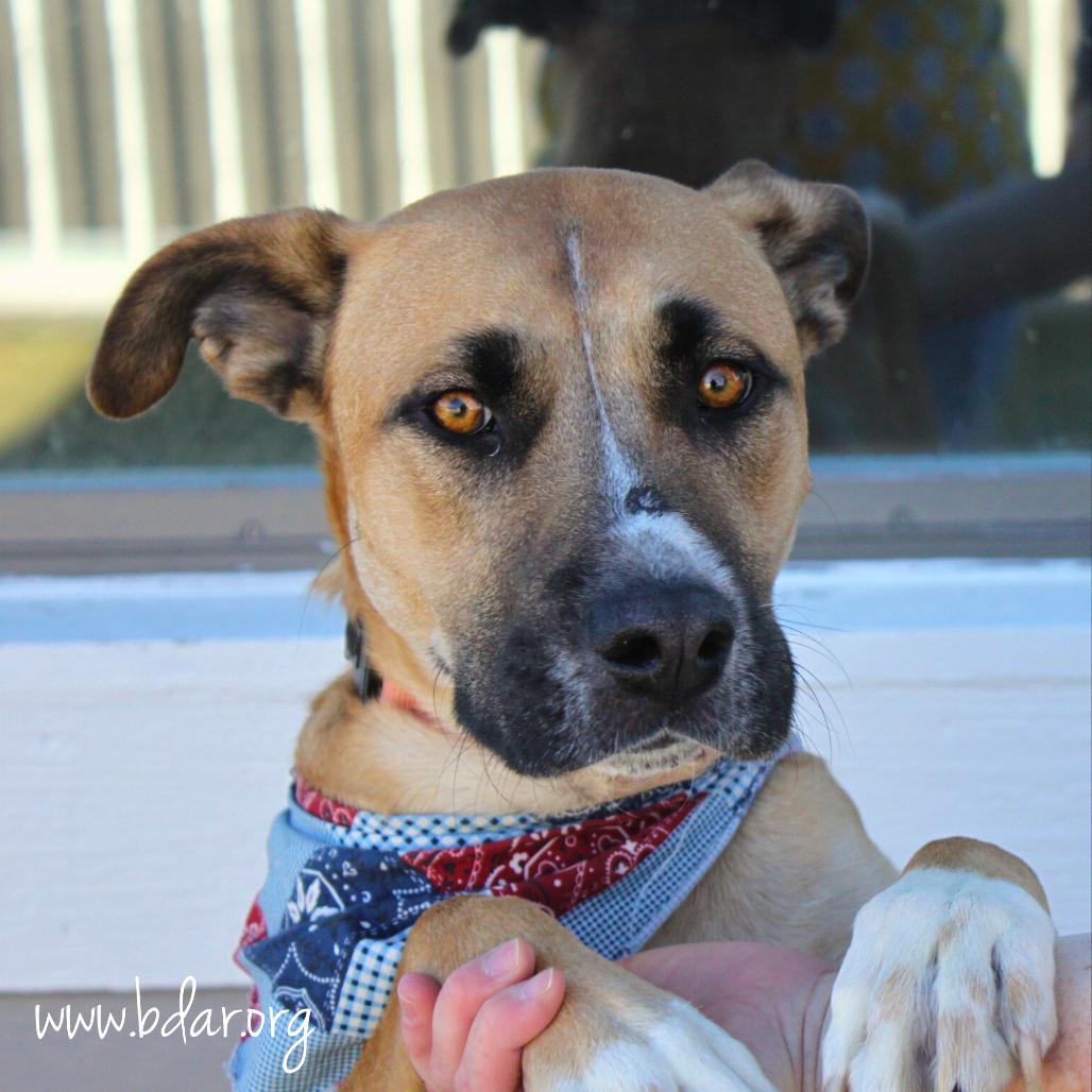 Enlarge Curly, a Adoptable mixed breed in Cheyenne, WY image 6/6