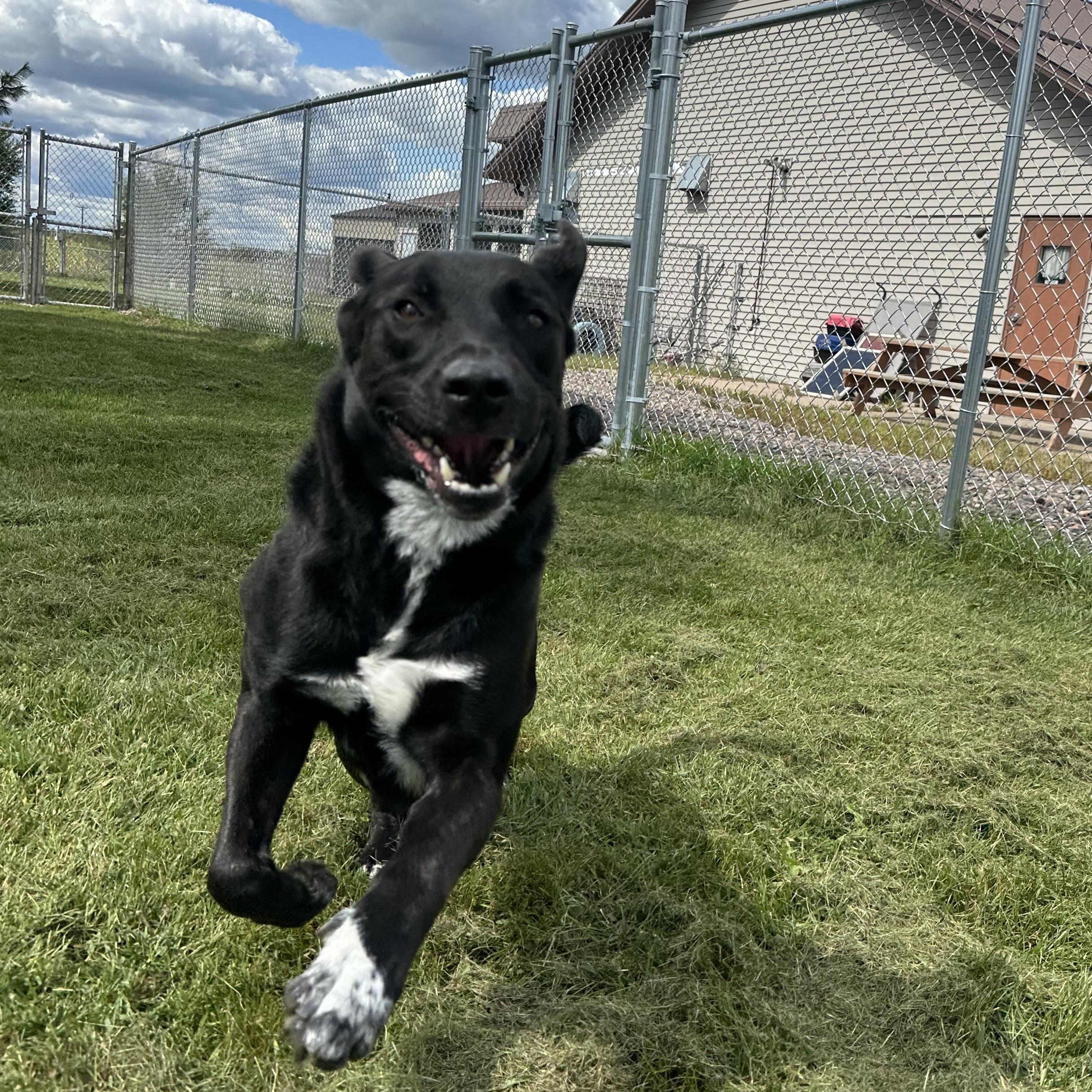 Enlarge Farkle, a Adoptable mixed breed in Chippewa Falls, WI image 1/3