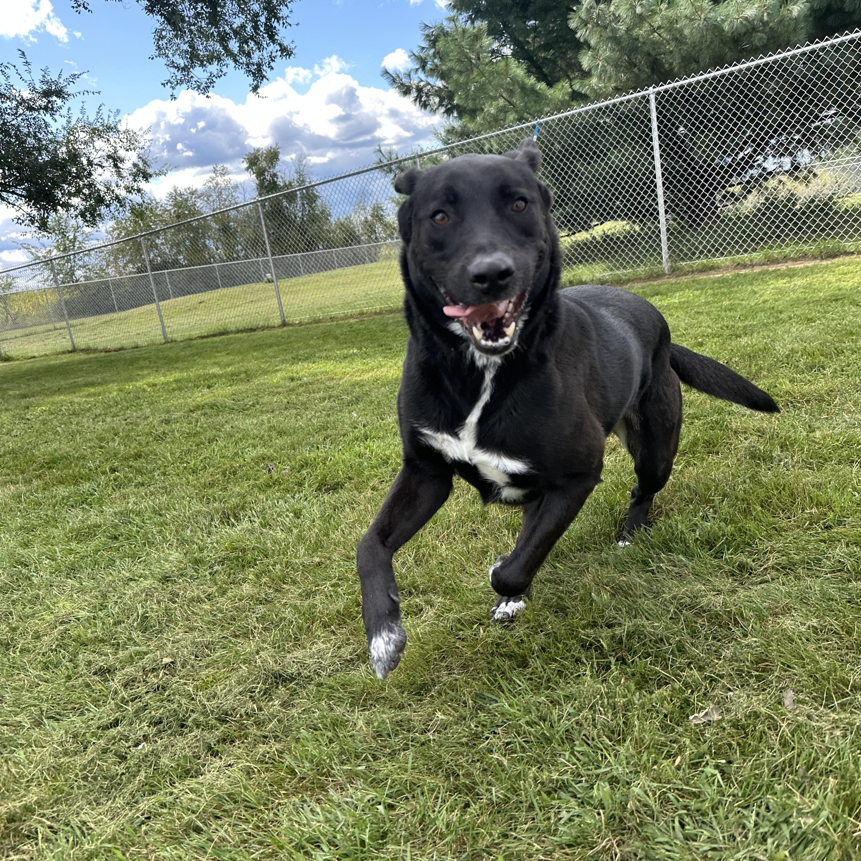 Enlarge Farkle, a Adoptable mixed breed in Chippewa Falls, WI image 2/3