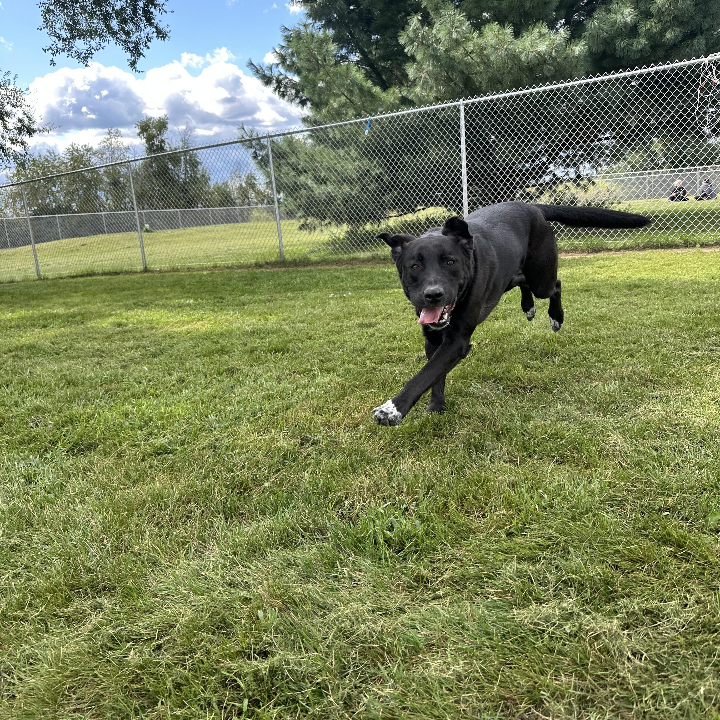 Enlarge Farkle, a Adoptable mixed breed in Chippewa Falls, WI image 3/3