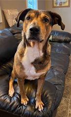 Demi, Adoptable, Adult Female Shepherd.