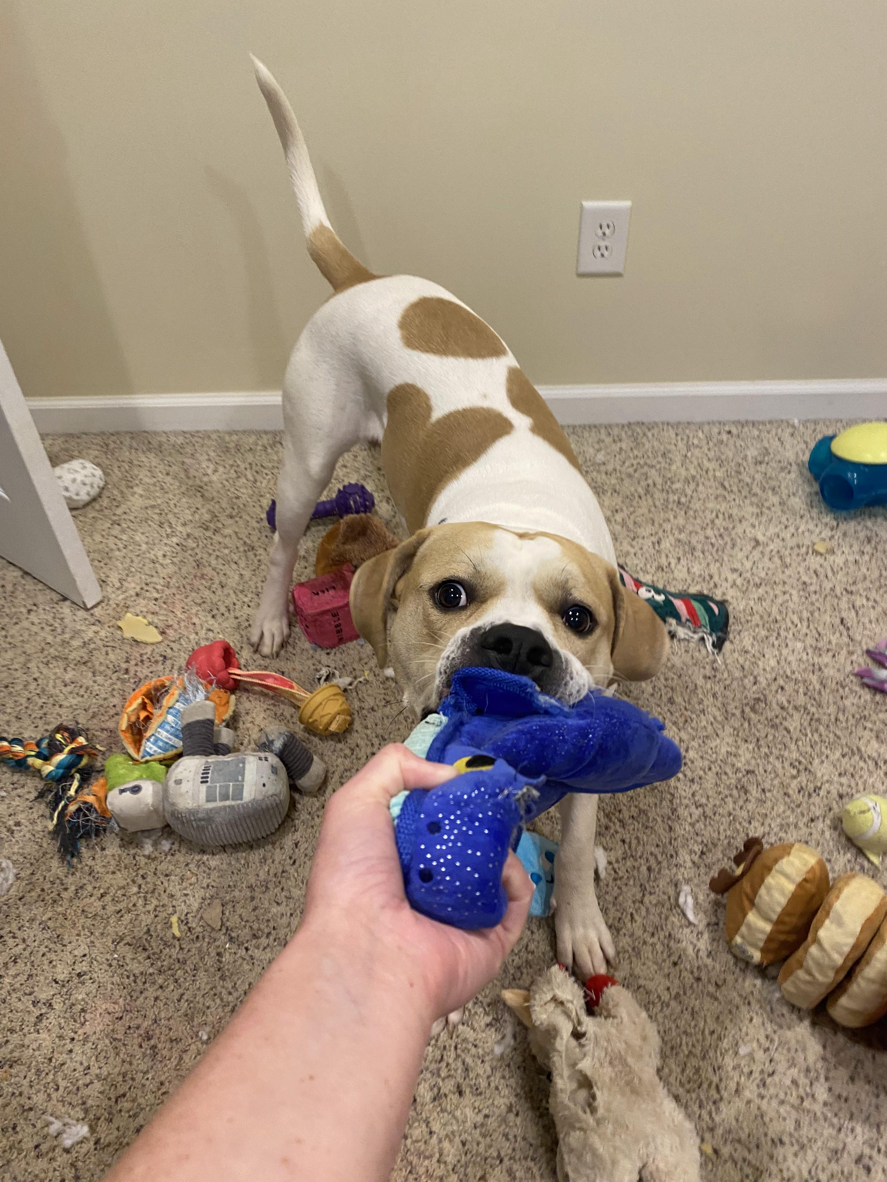 Buddy (Foster Needed)