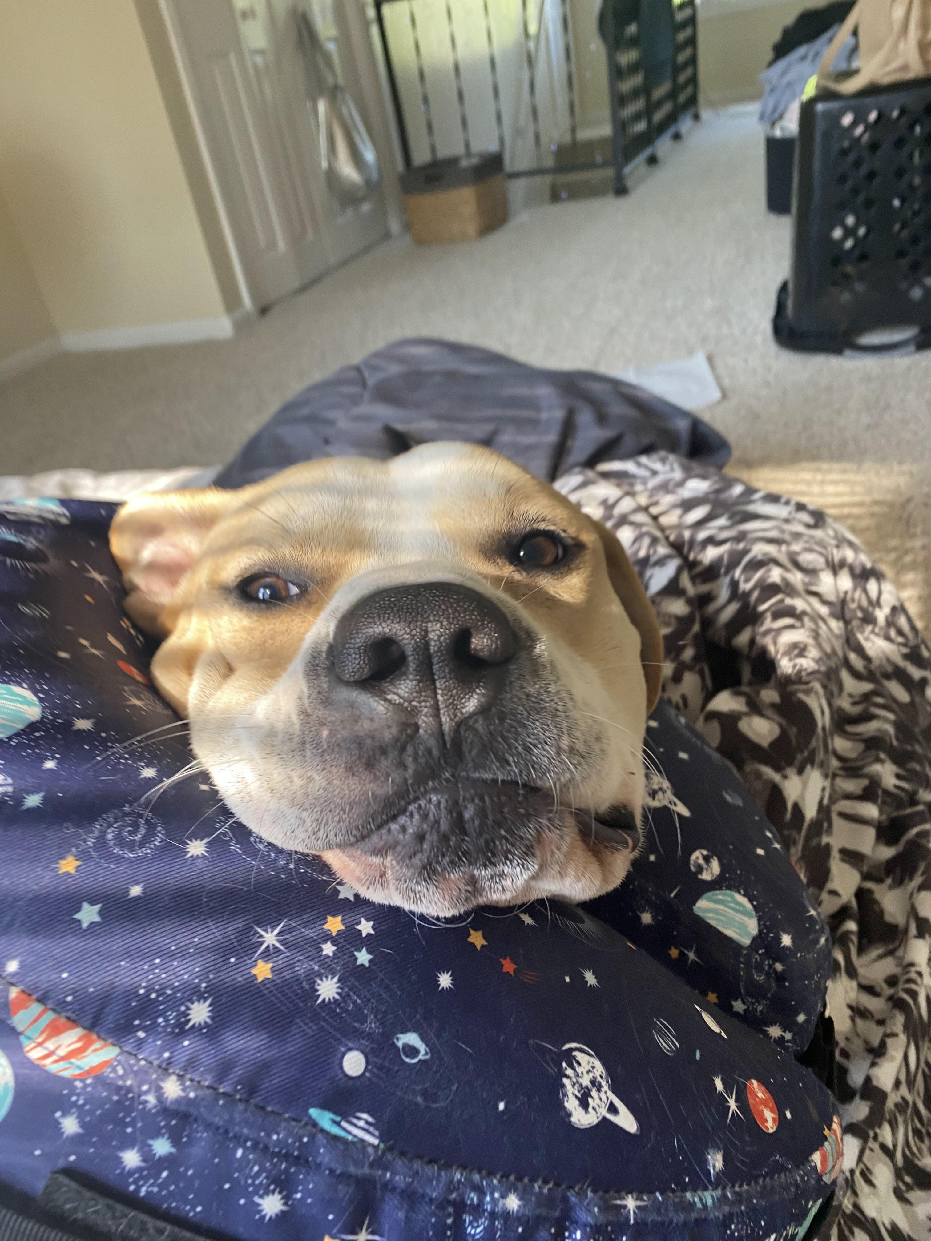 Buddy (Foster Needed)