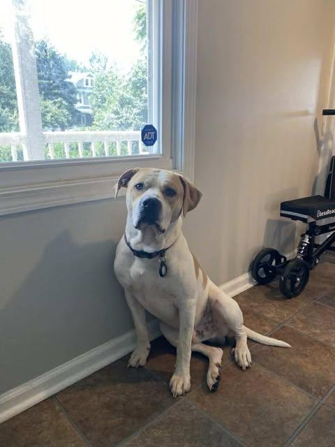 Buddy (Foster Needed)