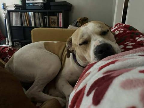 Buddy (Foster Needed)