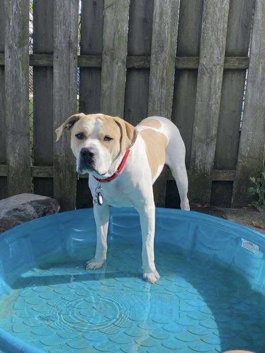 Buddy (Foster Needed)