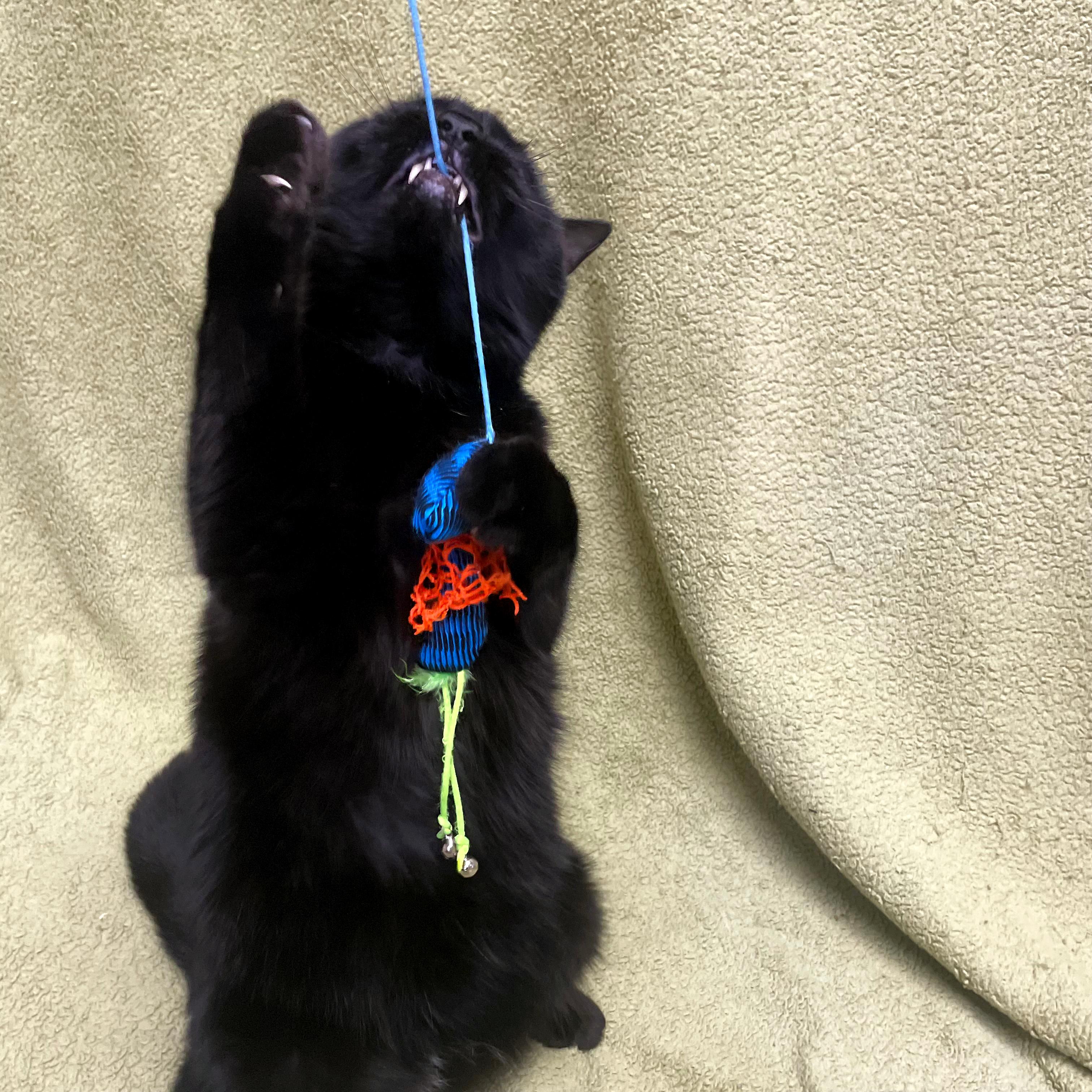 Lucy, a Adoptable Domestic Medium Hair in Urbana, IL image 4/6