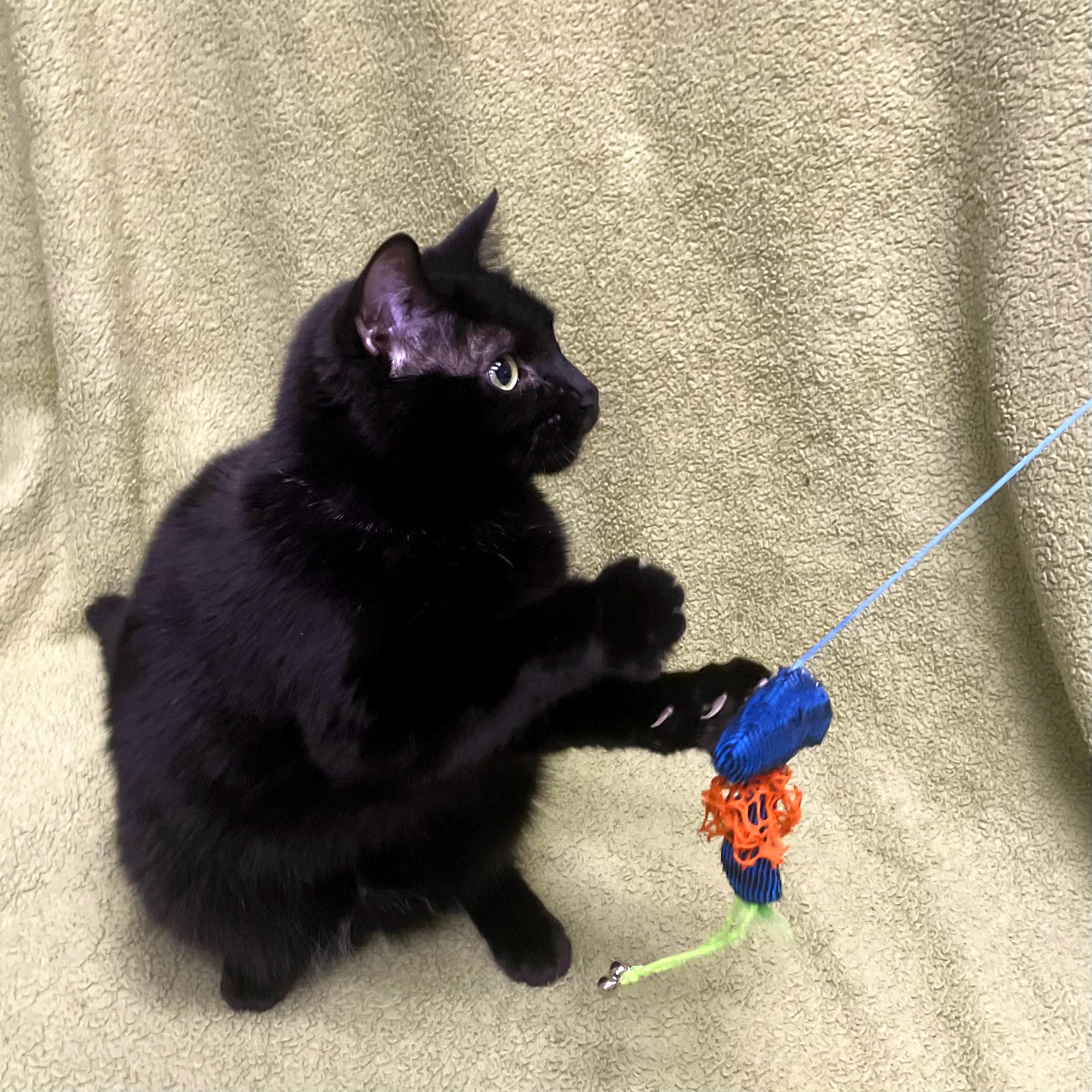 Lucy, a Adoptable Domestic Medium Hair in Urbana, IL image 3/6