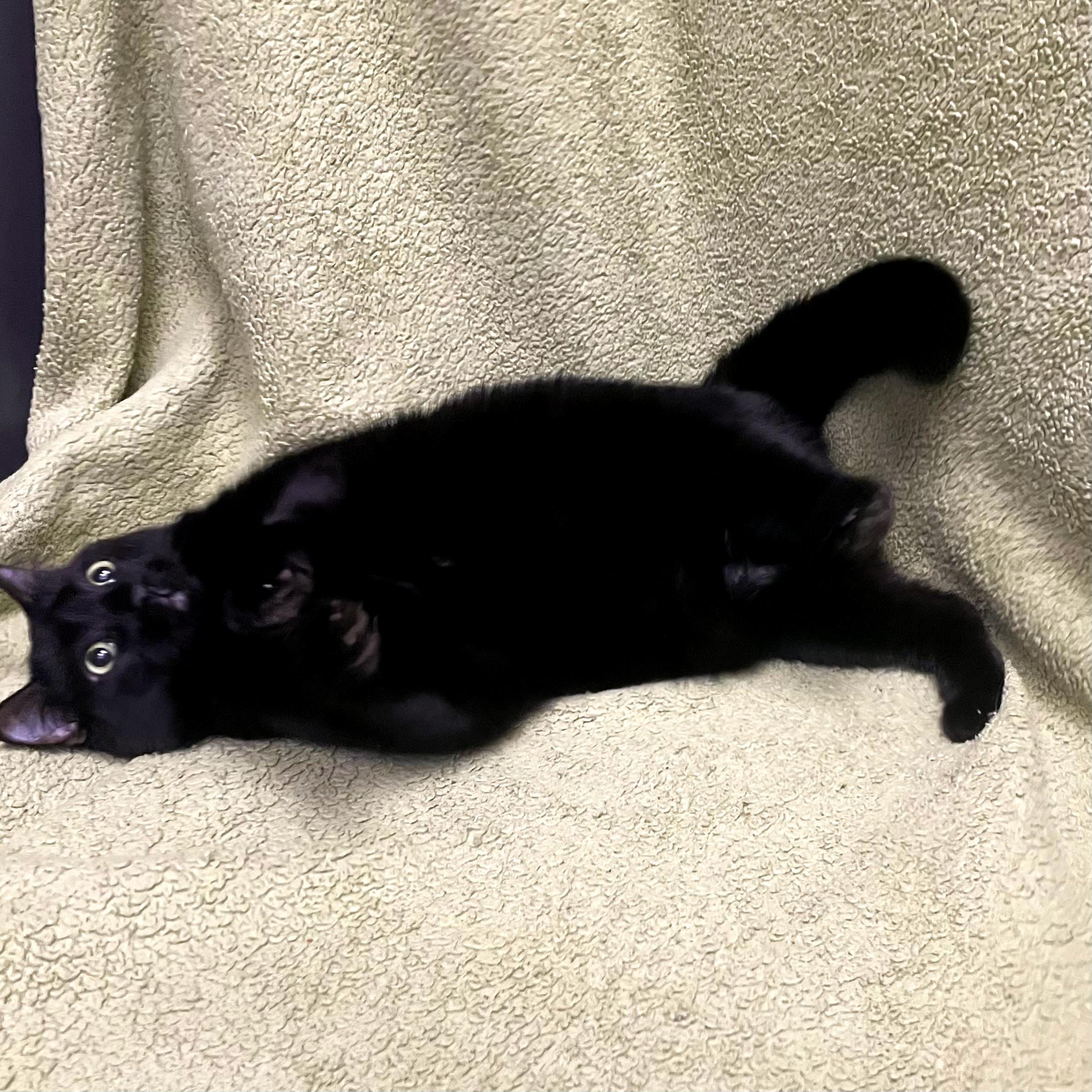 Lucy, a Adoptable Domestic Medium Hair in Urbana, IL image 5/6