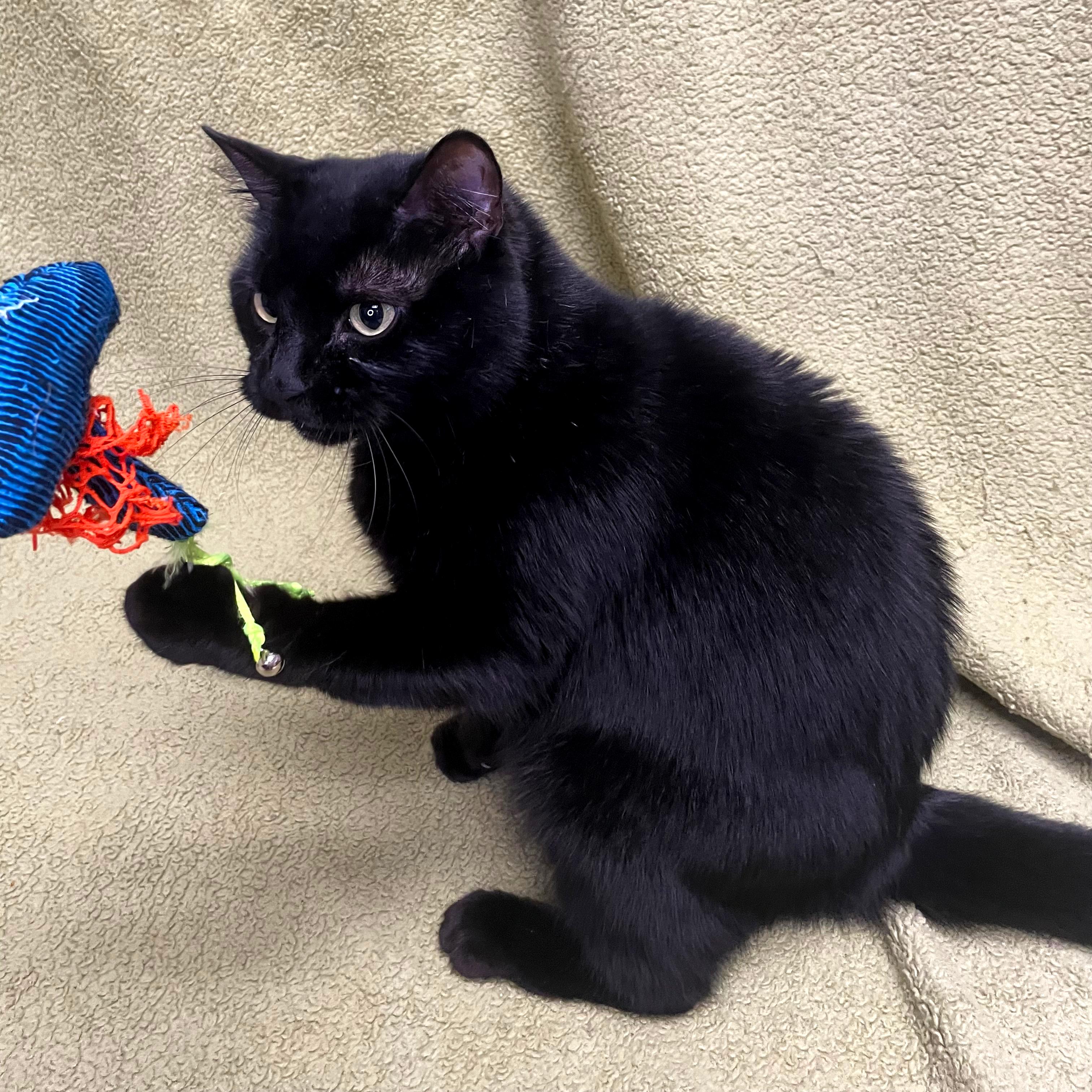 Lucy, a Adoptable Domestic Medium Hair in Urbana, IL image 2/6