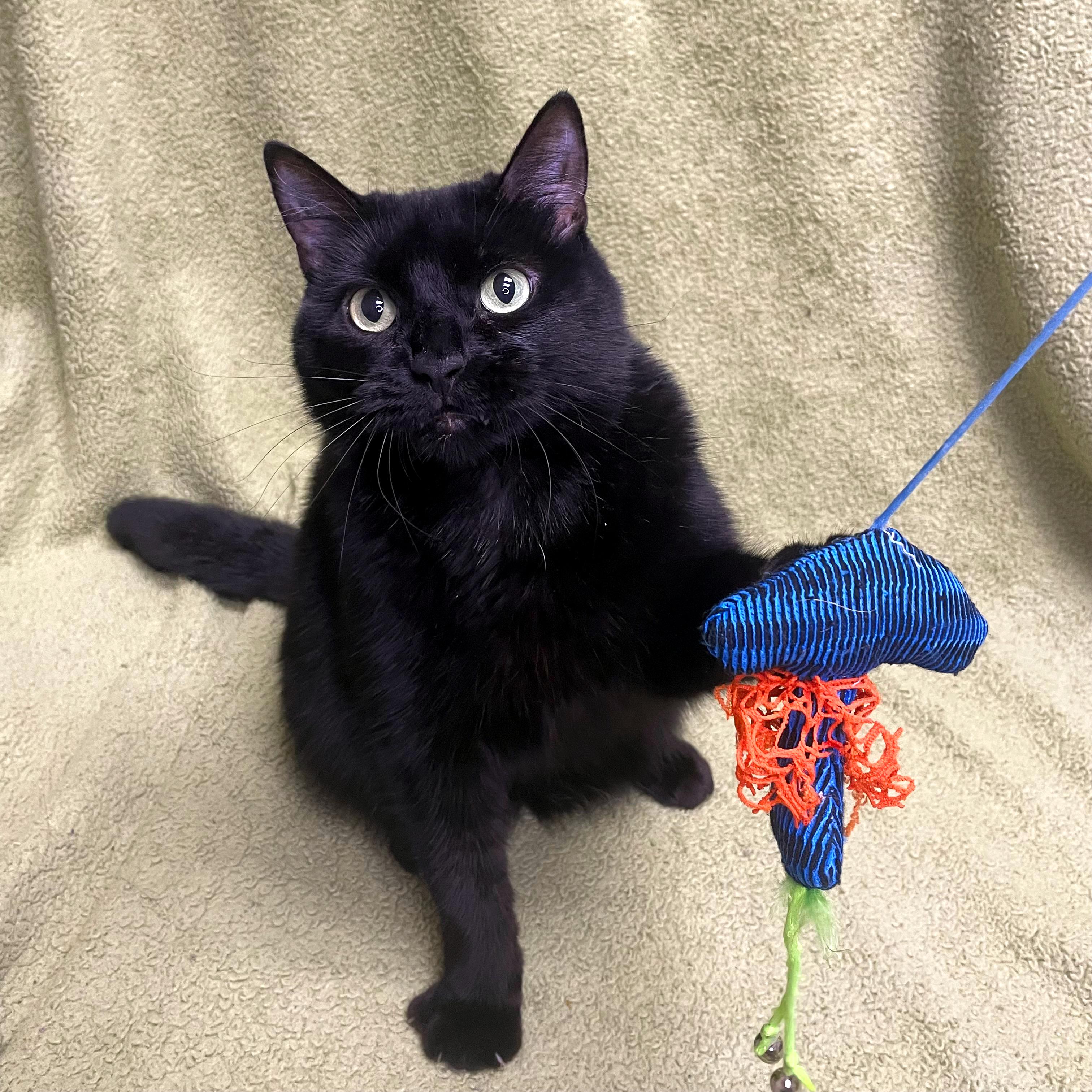 Curly, Young Female Domestic Medium Hair