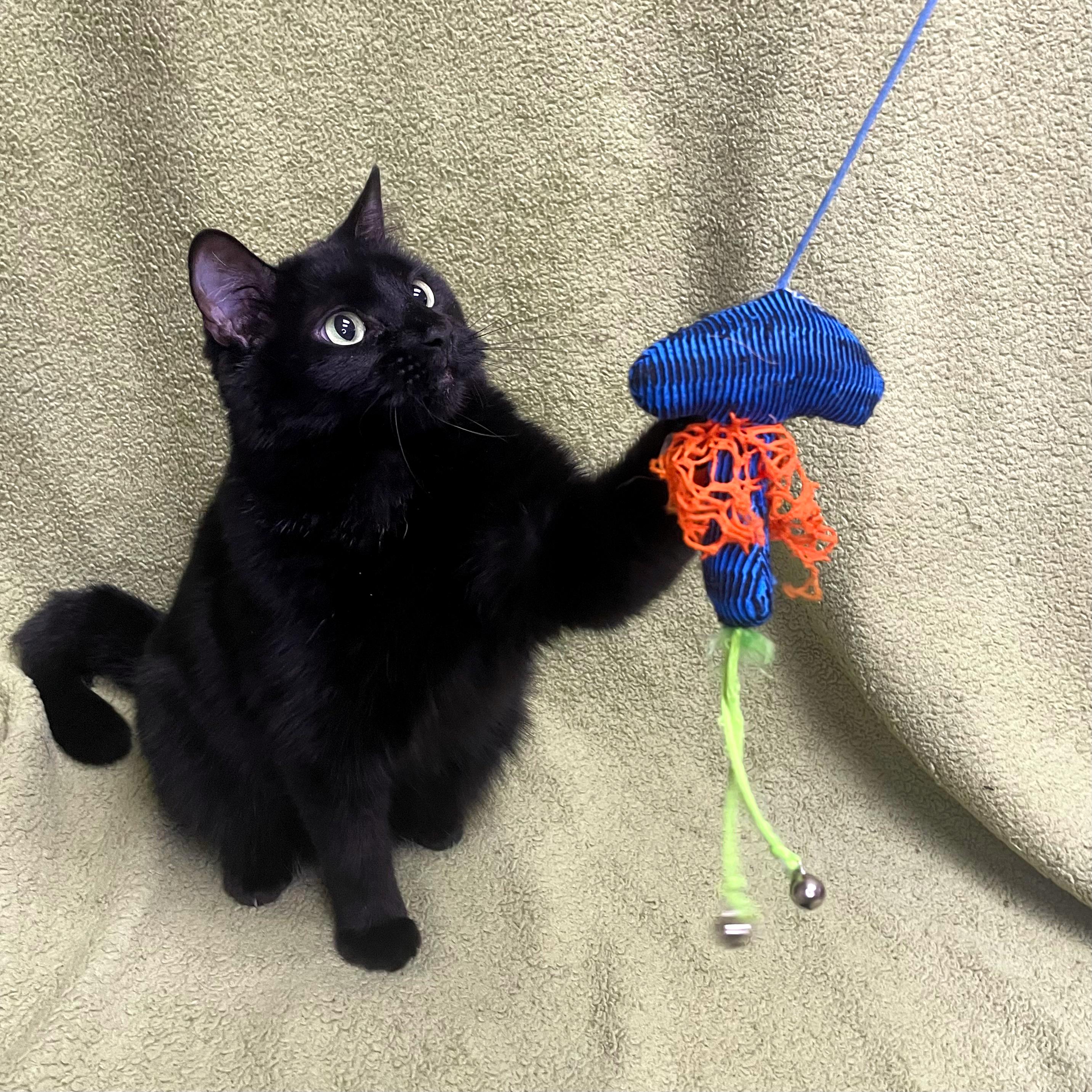 Lucy, a Adoptable Domestic Medium Hair in Urbana, IL image 6/6