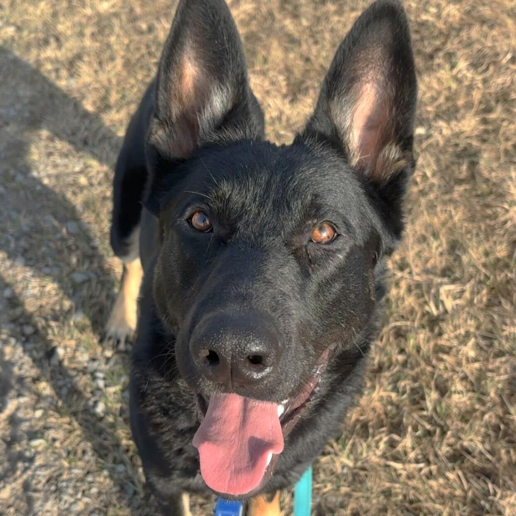 Enlarge Helios, a Adoptable German Shepherd Dog in State College, PA image 1/6